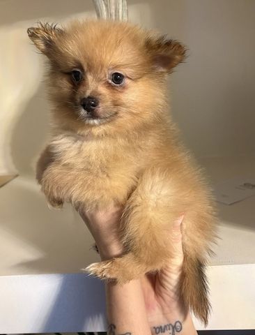 Niedliche Pomeranian-Welpen zu verkaufen