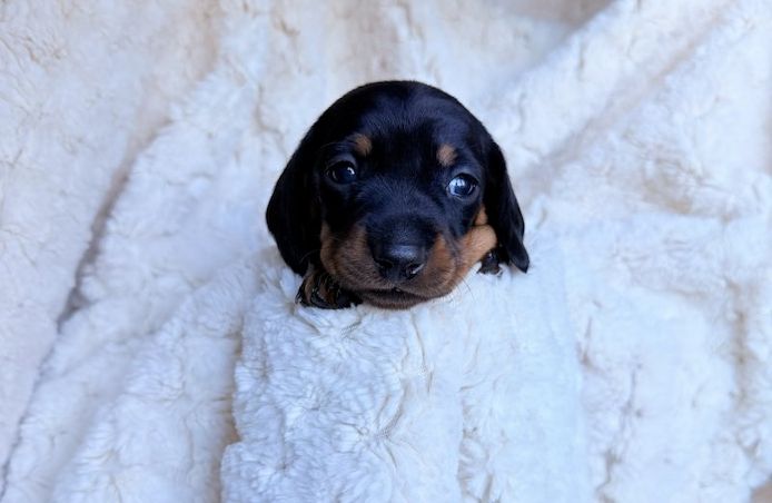Zwergdackelwelpen