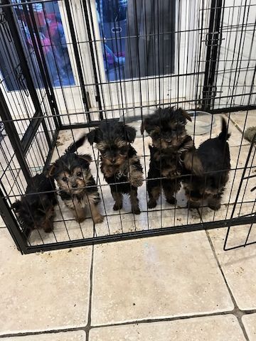 Wunderschöne Yorkshire Terrier Welpen zu verkaufen