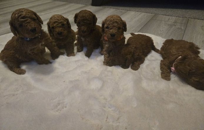 Wunderschöner Zwergpudel zu verkaufen