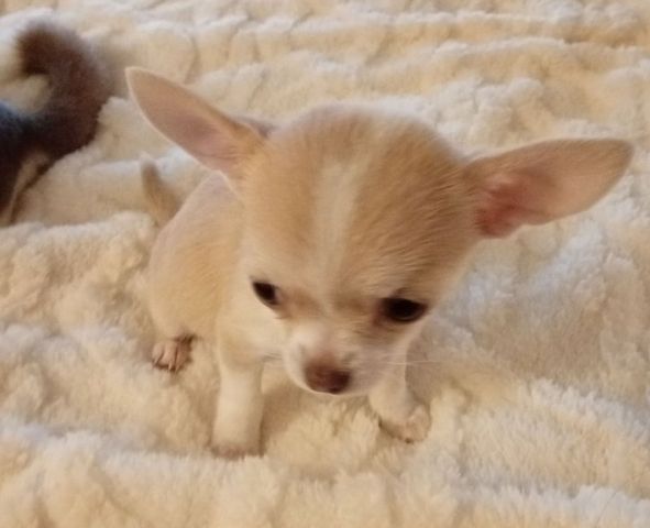 Wunderschöne, reinrassige Chihuahua-Rüden (KC-registriert)