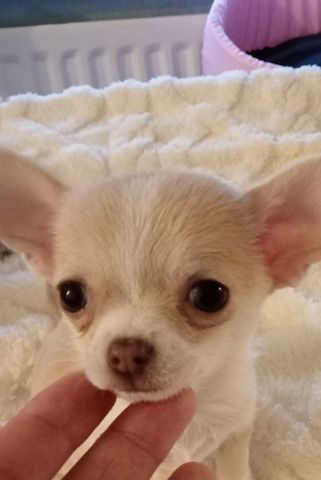 Wunderschöne, reinrassige Chihuahua-Rüden (KC-registriert)