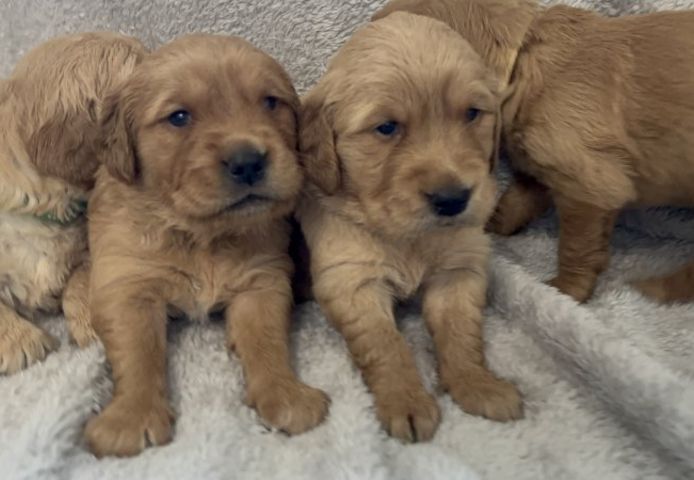 Golden Retriever Welpen mit KC-Registrierung zu verkaufen