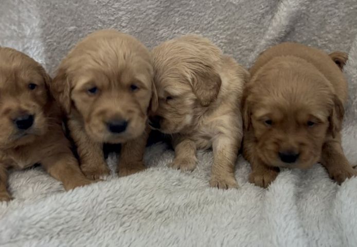 Golden Retriever Welpen mit KC-Registrierung zu verkaufen