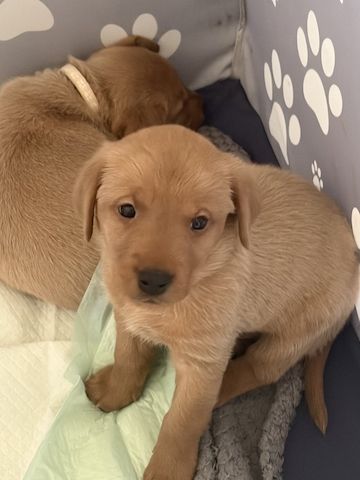 Golden-Labrador-Welpen mit KC-Papieren zu verkaufen