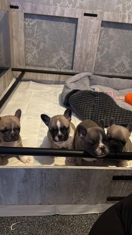 Wunderschöner Rüde und Hündin noch verfügbar