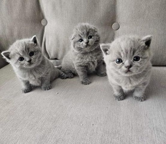 Britisch Kurzhaar-Kätzchen zu verkaufen