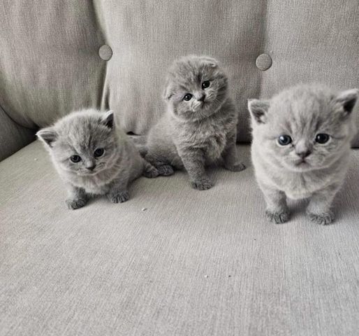 Britisch Kurzhaar-Kätzchen zu verkaufen