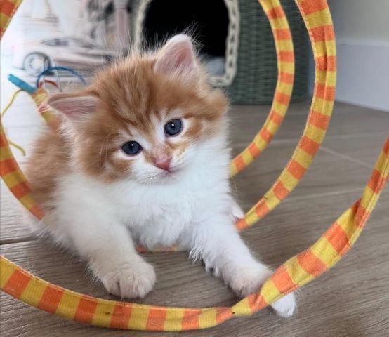 Reinrassige Britisch Kurzhaar-Kätzchen suchen ein liebevolles Zuhause.