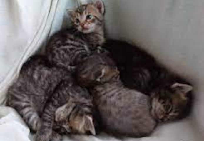 Europäisch Kurzhaar Kätzchen