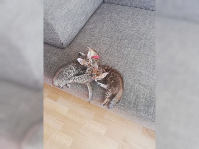 Bengal Kitten sucht neues zu Hause