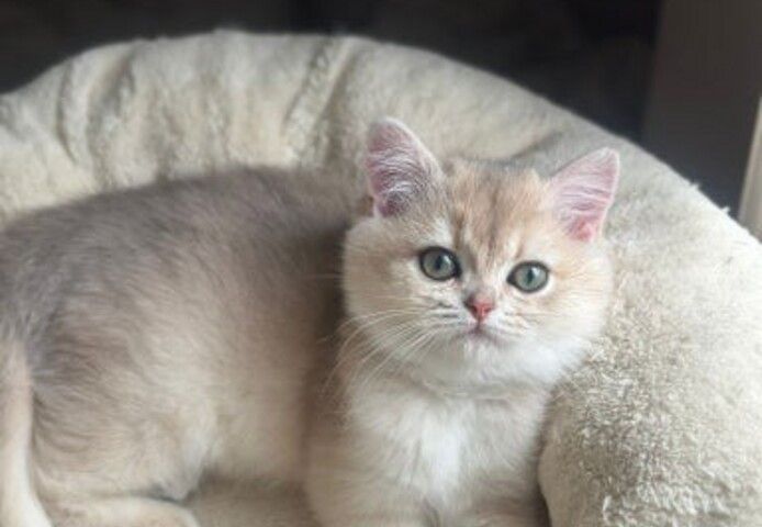 Blau-Goldenes Aktives Mädchen