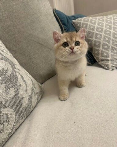 Blau-Goldenes Aktives Mädchen