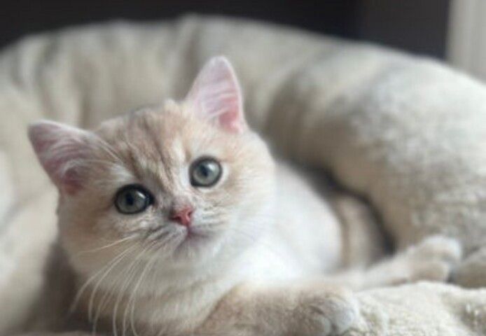 Blau-Goldenes Aktives Mädchen