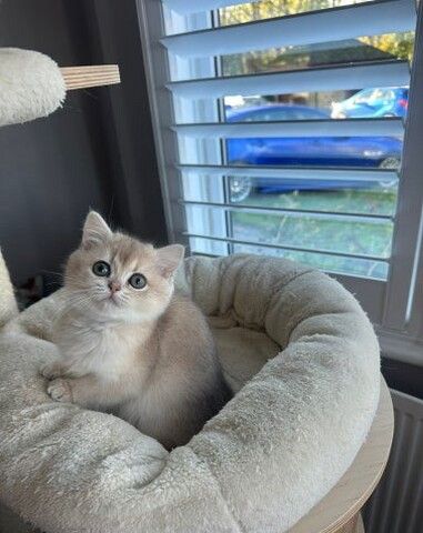 Blau-Goldenes Aktives Mädchen