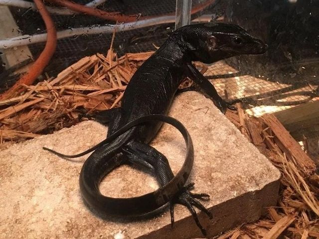 Schwarzdrachen-Wasserwaran (Varanus Salvator) 