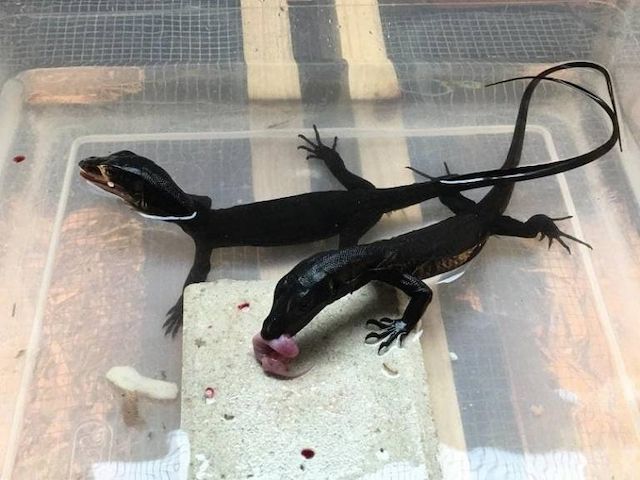 Schwarzdrachen-Wasserwaran (Varanus Salvator) 