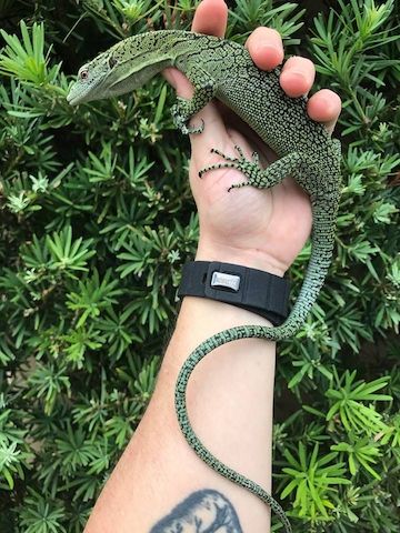 Biak-Baumwaran – Varanus Kordensis