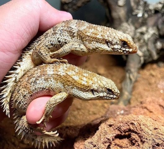 Zwergspintskink – Egernia Depressa