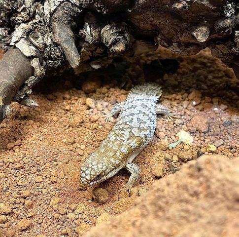 Zwergspintskink – Egernia Depressa