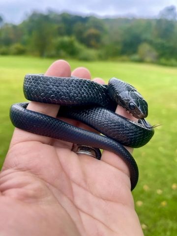 Östliche Indigonatter (Drymarchon couperi) Verfügbar