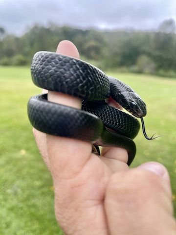 Östliche Indigonatter (Drymarchon couperi) Verfügbar