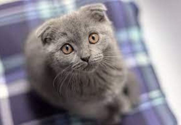 Russian blueKätzchen