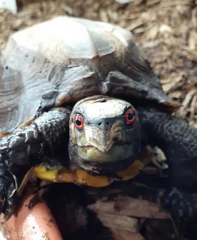 Baby-Kielschildkröten