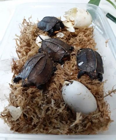 Baby-Kielschildkröten