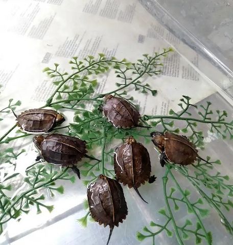 Baby-Kielschildkröten