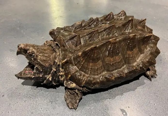 Alligatorschildkröte (Macrochelys temminckii)