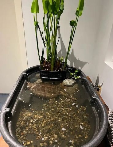 Alligatorschildkröte (Macrochelys temminckii)