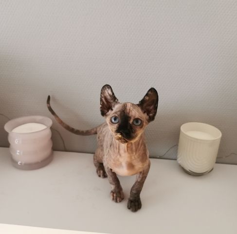Sphynx Kätzchen