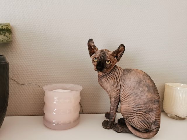 Sphynx Kätzchen