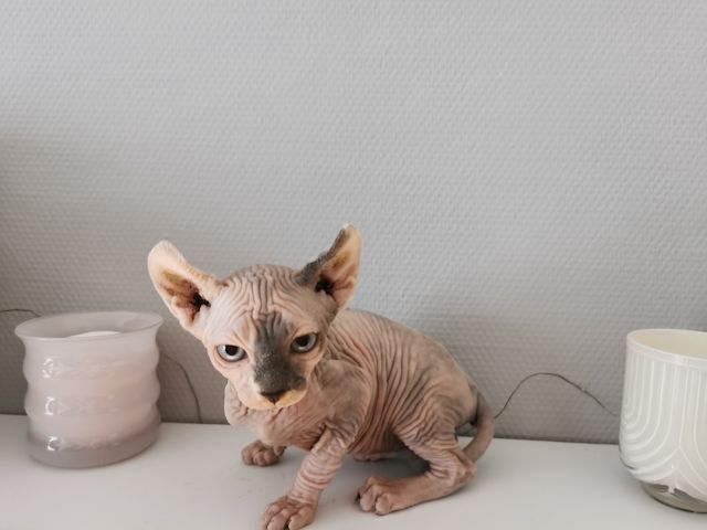 Sphynx Kätzchen