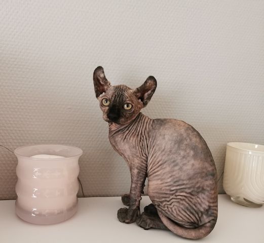 Sphynx Kätzchen