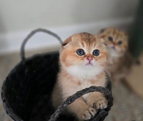 Wunderschöne Scottish Fold und Scottish Straight Kitten zu verkaufen