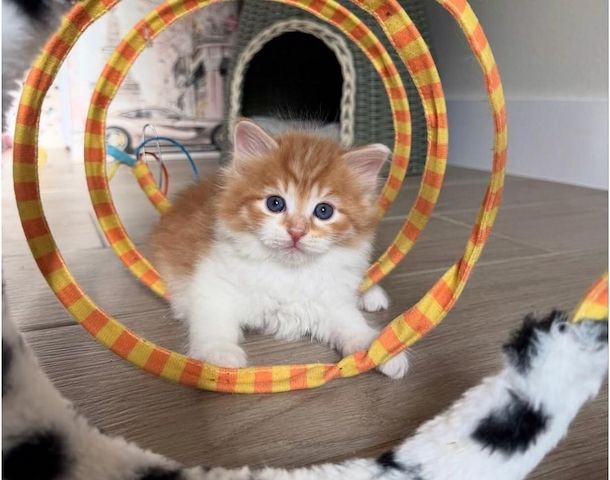 Reinrassige Britisch Kurzhaar-Kätzchen suchen ein liebevolles Zuhause.