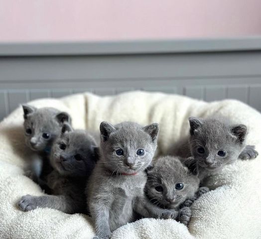 Russisch Blau Kätzchen zu verkaufen