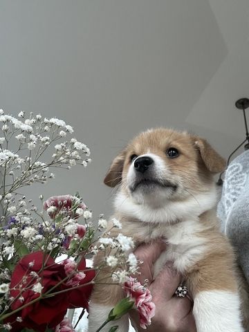 Welsh Corgi Pembroke Welpen zu verkaufen