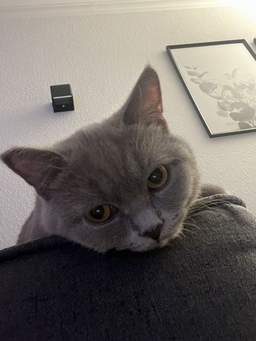 Herzenslieber Britisch-Kurzhaar-Kater sucht neues Zuhause