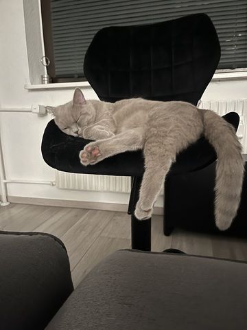 Herzenslieber Britisch-Kurzhaar-Kater sucht neues Zuhause