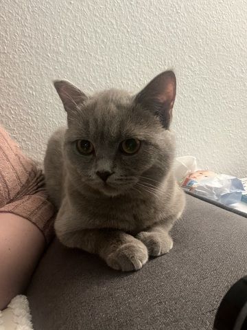 Herzenslieber Britisch-Kurzhaar-Kater sucht neues Zuhause