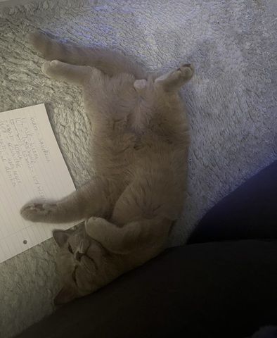 Herzenslieber Britisch-Kurzhaar-Kater sucht neues Zuhause