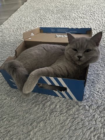 Herzenslieber Britisch-Kurzhaar-Kater sucht neues Zuhause