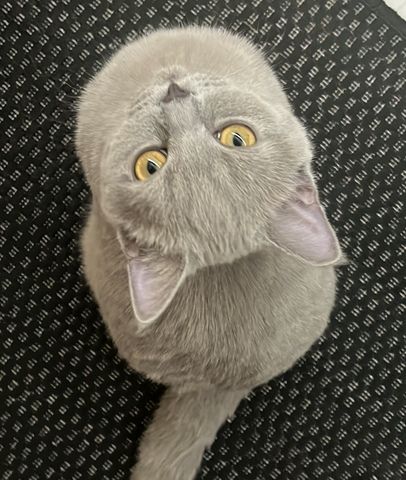 Herzenslieber Britisch-Kurzhaar-Kater sucht neues Zuhause