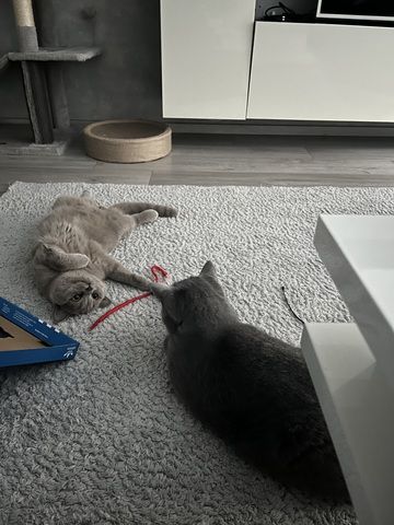 Liebevolle Kitten suchen ein neues Zuhause