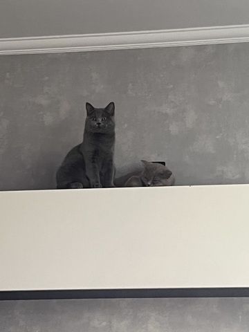 Liebevolle Kitten suchen ein neues Zuhause