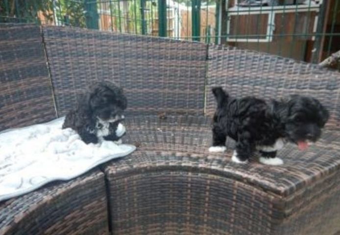 Zauberhafte Bolonka Zwetna Welpen mit Ahnentafel