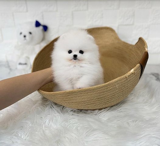Niedliche Pomeranian-Welpen zu verkaufen